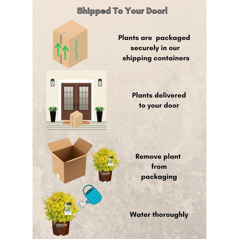Southern Living Sunshine Ligustrum 2 Gallon