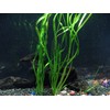 Oxygenating Plants Pack for Live Ponds or Aquariums (Small -