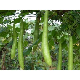 Fresh 10 - 20 ORGANIC GOURD SEEDS - CUCUZZI (ITALIAN EDIBLE), hột bầu  Year 2025 - 10 Seeds