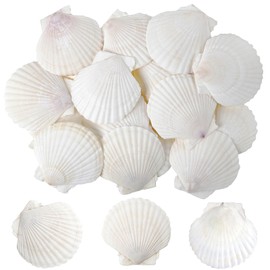 sinkoo Scallop Shells White Natural Seashell 25 PCS for DIY Craft Mermaid Beach Wedding Home Decoration(2"-3")