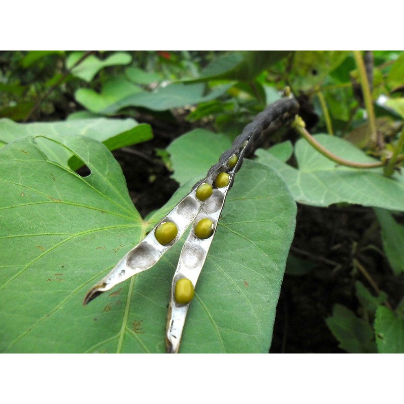 Whole dried Mung Beans Natural aka 'Green Gram' 'Maash' 'Moong'