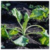Everwilde Farms - 500 Savoy Cabbage Seeds - Gold Vault