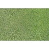 1/4 Pound Seed: Creeping Bent Grass Lawn Seed - Used