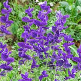 Earthcare Seeds Clary Sage Blue Monday 500 Seeds (Salvia horminum) Heirloom - Open Pollinated