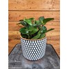 Peperomia Obtusifolia Red Margins, 6" Plant