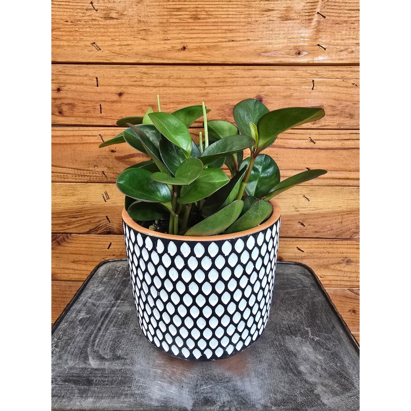 Peperomia Obtusifolia Red Margins, 6" Plant
