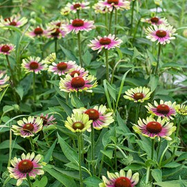 100+ Green Twister Coneflower Flower Seeds for Planting Outdoor-Rare Echinacea Purpurea 'Green Twister' Flower Plant Seeds for Garden Home Deer Resistant Non-GMO