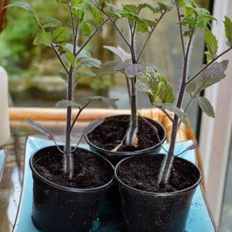 ZEshops 100pcs European Black Cherry Tomato Seeds - Heirloom, Non-GMO,