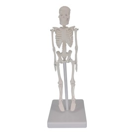 Human Skeleton Model, Mini Portable 7-Inch Skeleton Model with Stretchable Jaw, an Excellent Teaching Tool for Physiological Education and Human Skeletal System Research