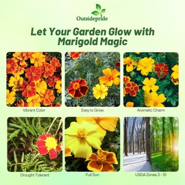 Outsidepride Sunglow French Marigold Seeds - 100 Pcs Annual, Compact, Heat & Drought Tolerant Flower Seeds for Planting w/Double Crested, Bi-Colored Blooms, Ideal for Vibrant Pollinator Gardens