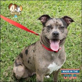 Country Brook Petz - American-Made Dog Collar for Large, Medium, and Small Dogs and Puppies - Deluxe Heavy Duty Nylon in 33 Dazzling Colors (Large, 1 Inch Wide, Bright Red)