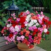 22Day Seeds: Seeds Busy Lizzie Mix/Impatiens Walleriana/Annual Flowers