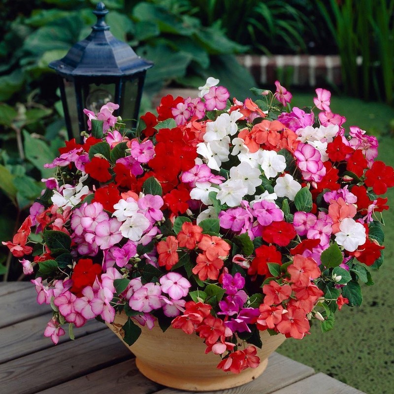 22Day Seeds: Seeds Busy Lizzie Mix/Impatiens Walleriana/Annual Flowers