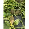 mahin agro KHIRA SEEDS / BROWN CUCUMBER / BROWN RUSSIAN