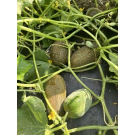 mahin agro KHIRA SEEDS / BROWN CUCUMBER / BROWN RUSSIAN CUCUMBER / 20  SEEDS