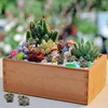 OZLMC 50 Pcs Mini Elephant Figurines for Fairy Gardens,Miniature Landscapes,Small