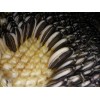 Seeds Bee Blooming Pikes Peak Giant Sunflower Seeds