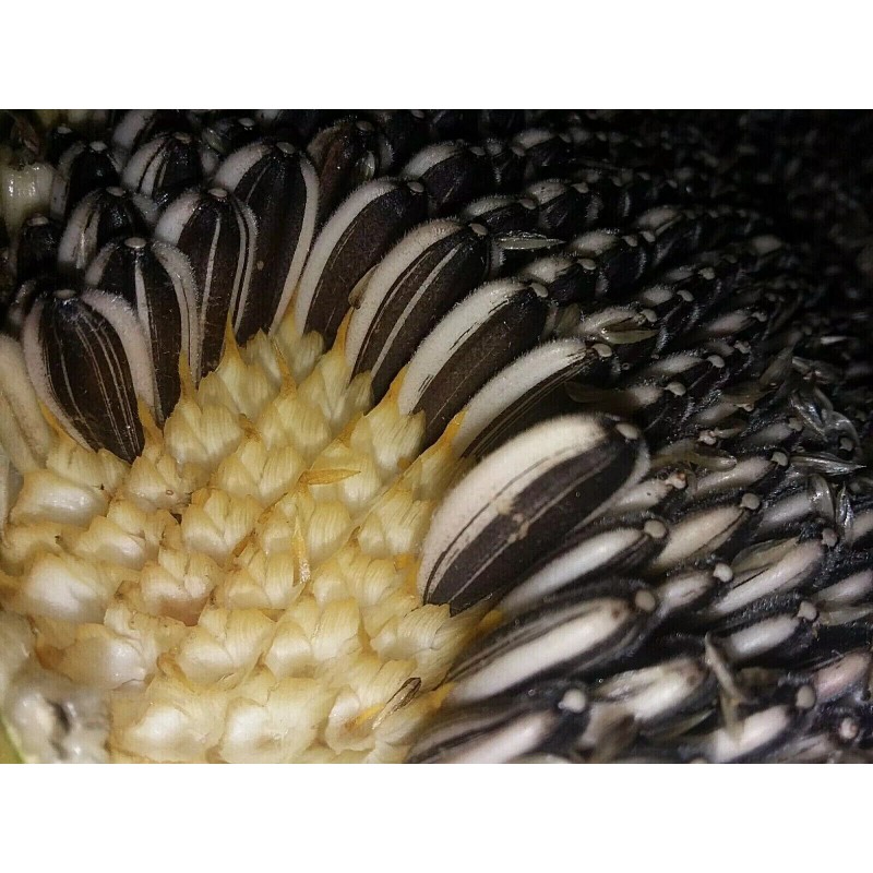 Seeds Bee Blooming Pikes Peak Giant Sunflower Seeds