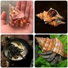 14PCS 14 Kind Natural Hermit Crab Shells Size 1" -