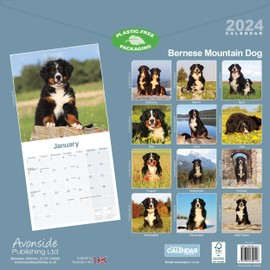 Bernese Mountain Dog Calendar 2024 | Square Dog Breed Wall Calendar - 16 Month