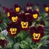 Outsidepride Bambini Mix Viola Pansy Seeds for Planting - 1000