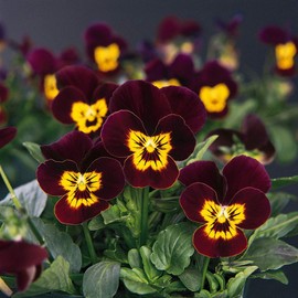 Outsidepride Bambini Mix Viola Pansy Seeds for Planting - 1000 Pcs. Perennial, Cold-Hardy & Pollinator Friendly Flowers with Fragrant Blooms for Garden Beds, Borders & Container Displays