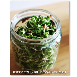 Green Field B006 Sprout Cultivation Set My Sprout (Bean Sprout Type/Broccoli & Radish)