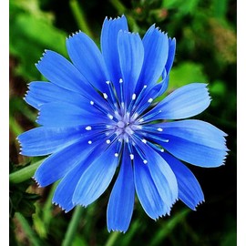 Little Seeds Store 1000+CHICORY Flower Seed Organic Natural Herbal Tea Coffeeweed Edible Wildflower