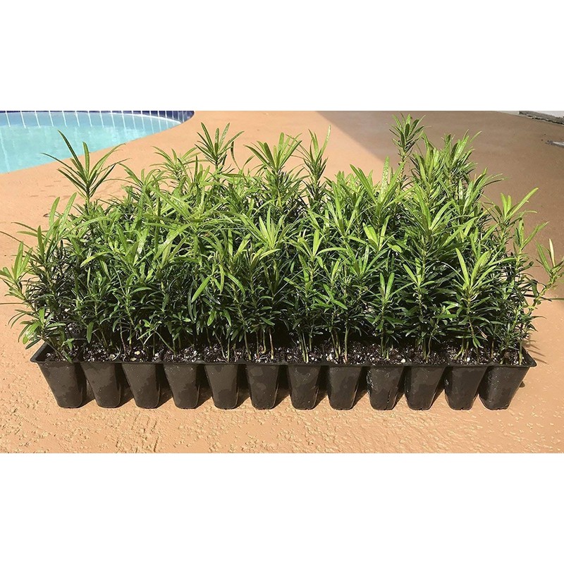 Podocarpus Macrophyllus Japanese Yew - 10 Live Plants 2" Pots