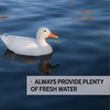 Duck Grower Feed for Growing Ducklings | Soy-Free | 19%