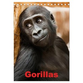 Gorillas (Desk Calendar 2026 DIN A5 High), CALVENDO Monthly Calendar: The Gentle Giants of Africa (CALVENDO Animals)