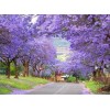 Seed-Top 450 Royal Paulownia Empress Tree Seeds Paulownia Elongata Fastgrowing