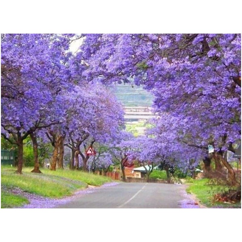 Seed-Top 450 Royal Paulownia Empress Tree Seeds Paulownia Elongata Fastgrowing