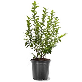 Generic Legacy Blueberry Bush, Large Sweet Blueberries, Mid to Late-Season Harvest, High Yield, 5 gal, Nursery Pot, Green