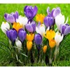 Crocus Bulbs White Yellow Purple Lilac Green Fall Plant Spring