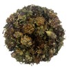 Red Clover Whole Dried Flowers Loose Herb Tea - Trifolium