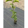 Santiam Nursery Honey Jar Asian Pear Tree, bare root, Very