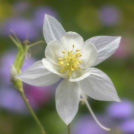 Eden Brothers Columbine Seeds - Crystal Star