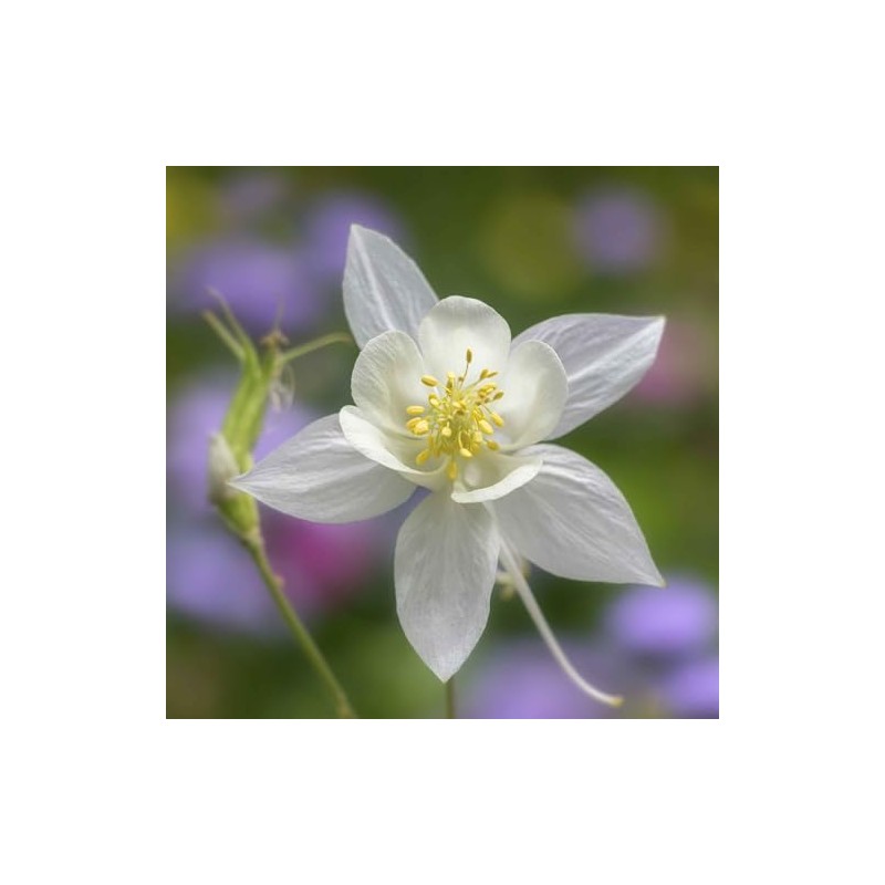 Eden Brothers Columbine Seeds - Crystal Star