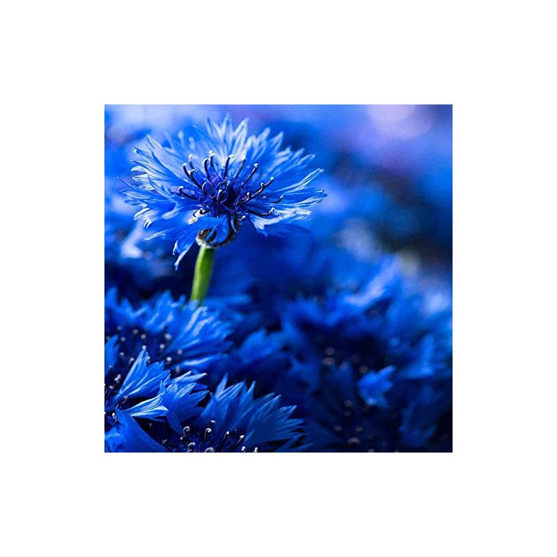 Outsidepride 5 lb. Blue Cornflower Bachelor's Button Wildflower Seeds for