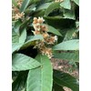 Loquat Leaves
