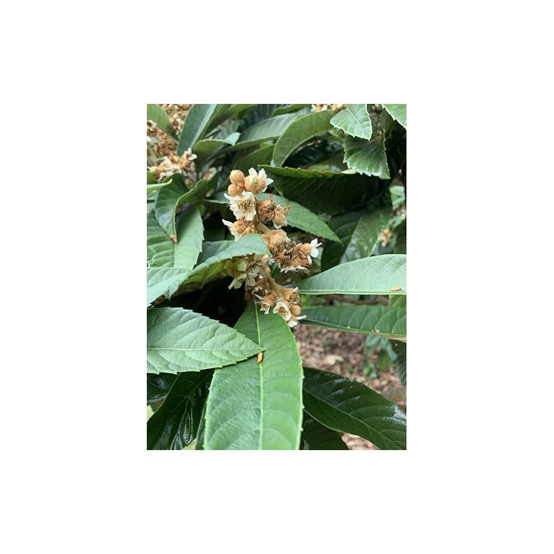 Loquat Leaves