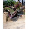 Wekiva Foliage Black Cardinal Philodendron - Live Plant in a