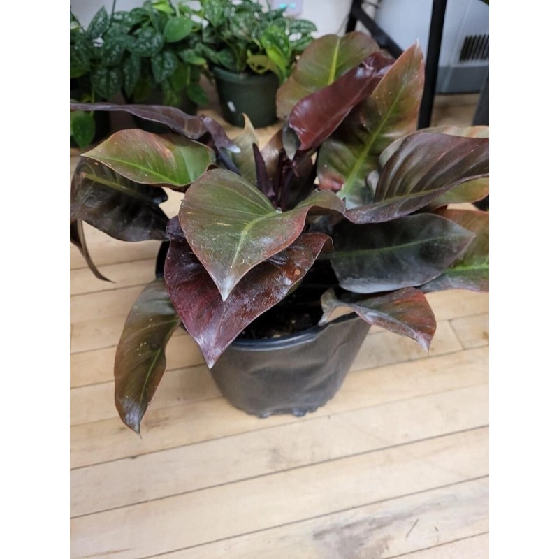 Wekiva Foliage Black Cardinal Philodendron - Live Plant in a