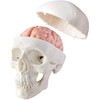 Latest Human Miniature Skull Model, 3-Piece with 2-Piece Human Brain,
