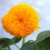 Seeds Sunflower Teddy Bear 20 Seeds for Planting Fluffy Sunflower