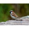 CALVENDO Puzzle Sparrow on the Wall - 1000 Pieces Photo