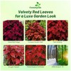 Outsidepride Wizard Velvet Red Coleus Seeds for Planting - 200