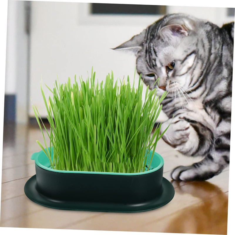 Levemolo 5Pcs Soilless Cat Grass Planter Set Hydroponic Catnip Box