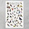 Where's Wildlife Backyard Birds of Connecticut - Laminated Bird Identification